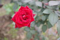 https://images.plurk.com/2vLsp7FmDY9NLfYkhbxrsd.jpg
