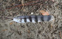 https://images.plurk.com/2vobFtVUwkKR7OK7Ij02Db.jpg
