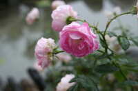 https://images.plurk.com/2wYDFBvTPldn3ce86yfOTj.jpg