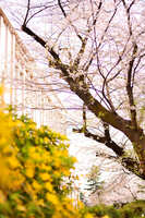 https://images.plurk.com/2wdo3sEQhvGQjKsGmQTMss.jpg