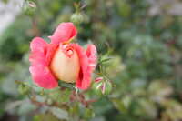https://images.plurk.com/2wfciqIW6NstczqMERm1bd.jpg