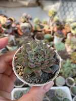 https://images.plurk.com/2zI3pMgAKxXxV48NJWoPl0.jpg
