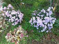 https://images.plurk.com/30c2PsJbdX33sYyqrLne7z.jpg