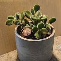 https://images.plurk.com/32BKGAgs4cfn8uAGgvp2a6.jpg