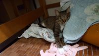 https://images.plurk.com/349OlNdEVmc7ntJSurMvng.jpg