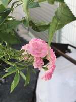 https://images.plurk.com/369P9y54ZBcwi58bgeGabi.jpg