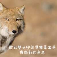 https://images.plurk.com/36ASVKn5FKlyUaGQrZ50Gr.jpg