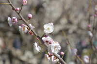 https://images.plurk.com/36rneqhqP7iursp93VhNKo.jpg