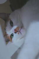 https://images.plurk.com/36sSGNATJmhClidiWplYuh.jpg