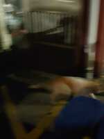 https://images.plurk.com/37HVYNo4wuG91jCY4tKeEy.jpg