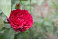 https://images.plurk.com/37tUN5ewS77aiYgrxAyjEw.jpg