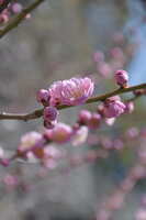 https://images.plurk.com/38XxqcoHjz6MLBAWmTnfzi.jpg