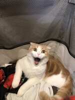 https://images.plurk.com/39bq1uYQNxrPUpBuLCdz0R.jpg