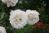 https://images.plurk.com/39vg7QWNGcMHNqyZmWxkIf.jpg