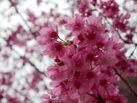 https://images.plurk.com/3AXcqmbDOQ7X8e8BSIi1bx.jpg