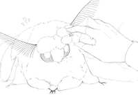 https://images.plurk.com/3AdMedANuPujVViupUtxFT.jpg