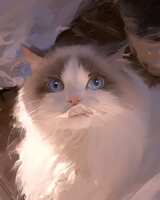 https://images.plurk.com/3Aoi9MzCTmbY8UMlMXoidU.png