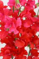 https://images.plurk.com/3CPWj7PyGM6oDqxfwvzgpq.jpg
