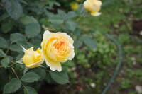 https://images.plurk.com/3Cb158AXLpER7DaaGcZUgh.jpg