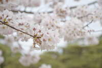 https://images.plurk.com/3EtpZcakjapC9QuJ5BsrGN.jpg