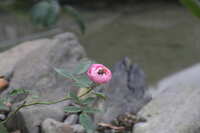 https://images.plurk.com/3IIVBTGauPwZnN4VwxDYTz.jpg