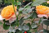 https://images.plurk.com/3IYMfUPUbqmhTNEed62OB6.jpg