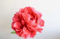 https://images.plurk.com/3IuC7DTHgyDM8VttQUSmPb.jpg