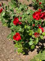https://images.plurk.com/3JL0Fv2O174LtBjGrqYwpe.jpg