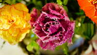 https://images.plurk.com/3JlDSumpwu5lQKRULU1y9G.jpg