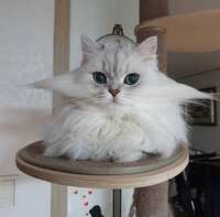 https://images.plurk.com/3K9FeFtBDsZ6bUMKi1CeLp.jpg