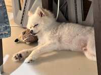 https://images.plurk.com/3Lpf9ynMpLSRSD2SBk4rO9.jpg