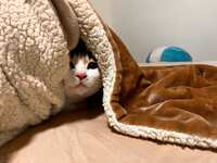 https://images.plurk.com/3MVT3My35Ffh684VFD42b9.jpg