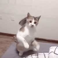 https://images.plurk.com/3N9WRM3dQilRGjRNbwDbiM.gif