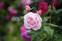 https://images.plurk.com/3NjxEjrOiwQpYK4TPD23aF.jpg