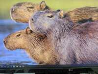 https://images.plurk.com/3NxhqcyJkm3aVVjxKZ9DFK.jpg