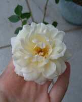 https://images.plurk.com/3OUcsV3OGPzaRsGMy1HYbb.jpg