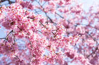 https://images.plurk.com/3ObOJdI209PQJBAjFVV6pI.jpg