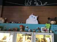 https://images.plurk.com/3OsZzxUF215Jjo07sKuT8L.jpg