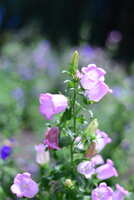 https://images.plurk.com/3PRPXtNfu1rwRjWM4CegFd.jpg
