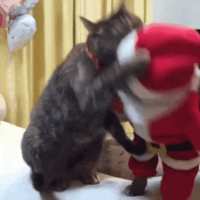 https://images.plurk.com/3ResGPSZXVhtC1Kf26qp2w.gif