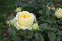 https://images.plurk.com/3SUZJPQ76uU3aTz4UMPEyo.jpg