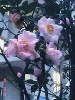 https://images.plurk.com/3TLmW6Ek9kSD5T8QXEZHgP.jpg