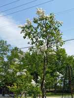 https://images.plurk.com/3U6NSzfrUuvcWguKW58X8P.jpg