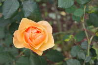 https://images.plurk.com/3V9E4UefUUepW7NDLza40O.jpg