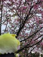 https://images.plurk.com/3WSdjD2J8Z1TiBbW9a2Owq.jpg