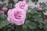 https://images.plurk.com/3WSmXSzVFMH5FTXdPhw9n8.jpg