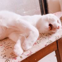 https://images.plurk.com/3Xnc6ut2ShM2u6mTeJcpwC.jpg