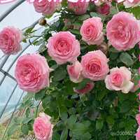https://images.plurk.com/3YYfOFNokbQI8LqAgLiWyO.jpg