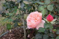 https://images.plurk.com/3Ysb2kYZFSQGv30AgqgNfb.jpg