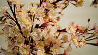 https://images.plurk.com/3a9LCleY3hBOlJpZ9L3byU.jpg